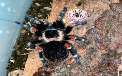Brachypelma auratum Sling 1 cm tarantula